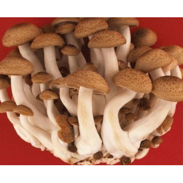 High Quality Mushroom Extract